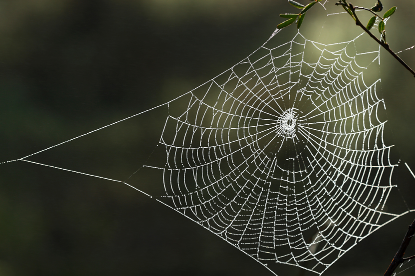 Spider Webs.