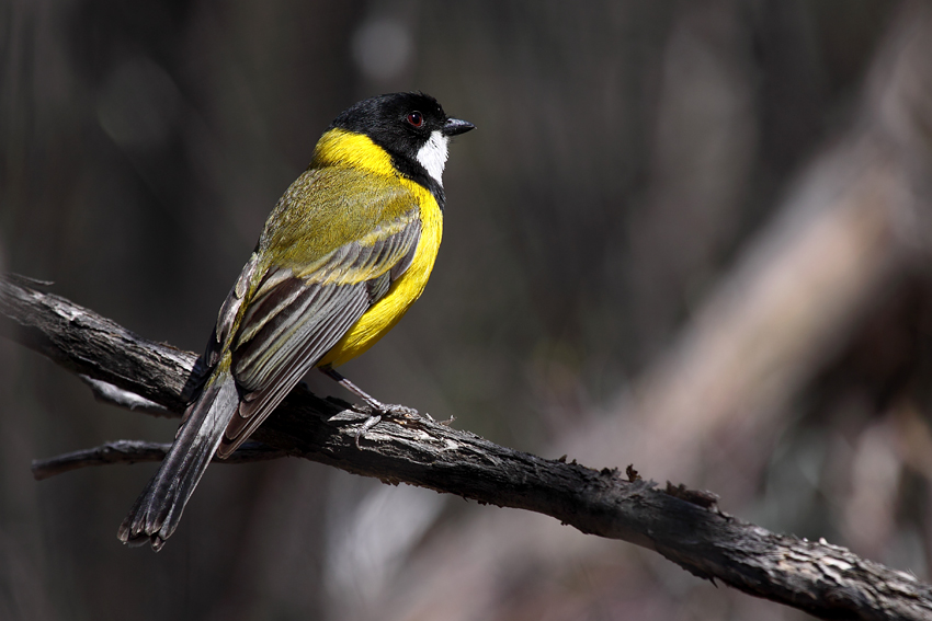 Golden Whistler